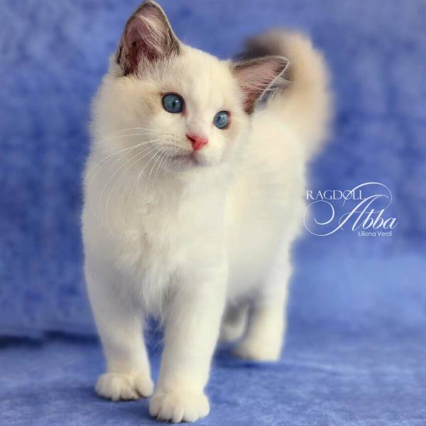 Gato Ragdoll del criadero Abba