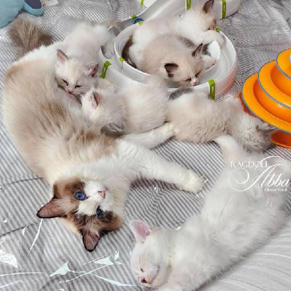 Cachorro Ragdoll bicolor del criadero Abba