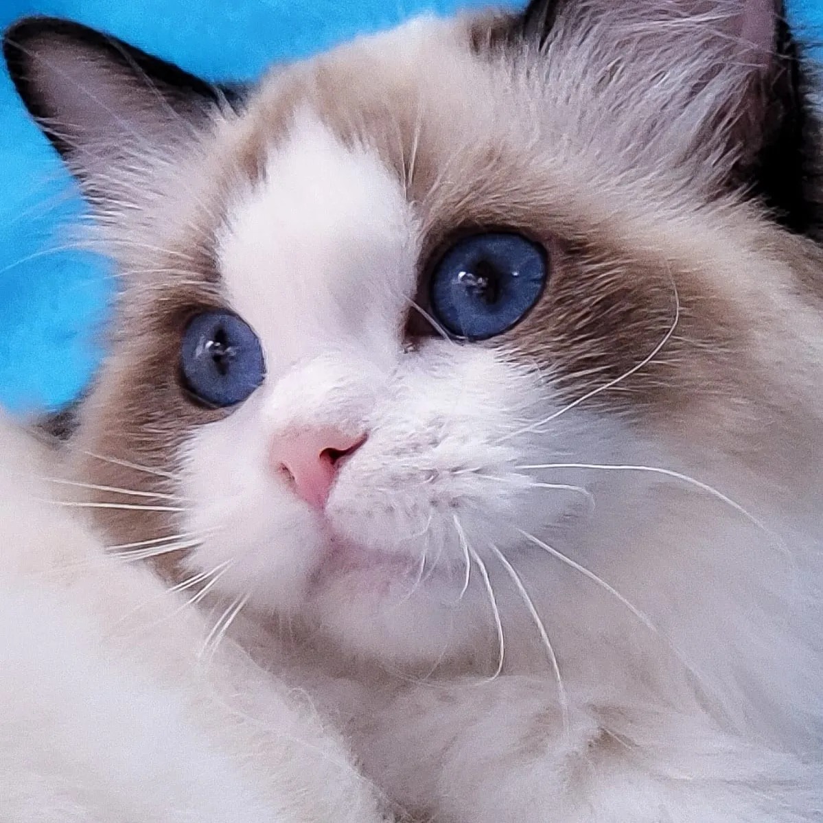 Gatito Ragdoll del criadero Abba