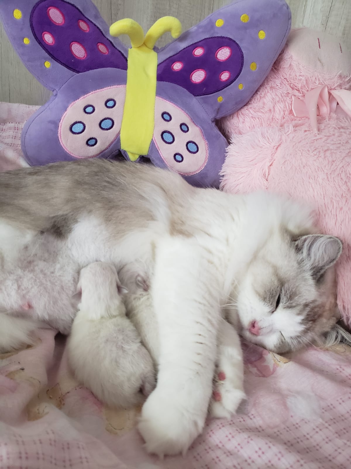 Gatitos Ragdoll amamantando en el criadero Abba