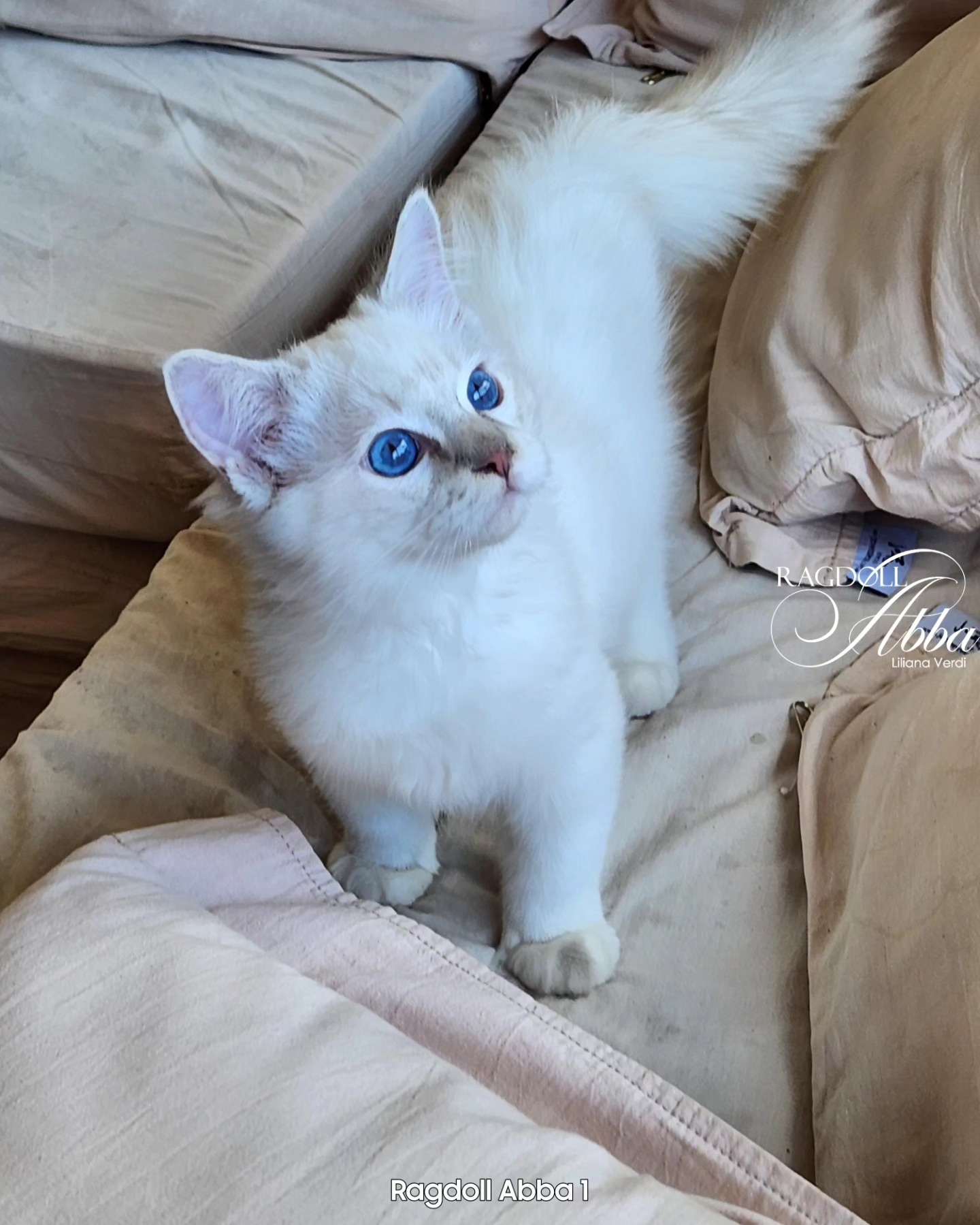 Cachorro Ragdoll curioso