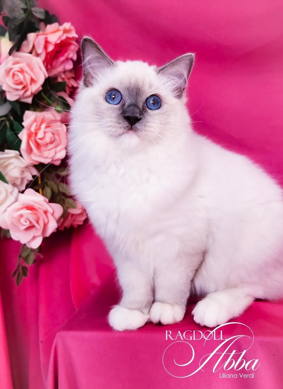 Cachorro Ragdoll posando