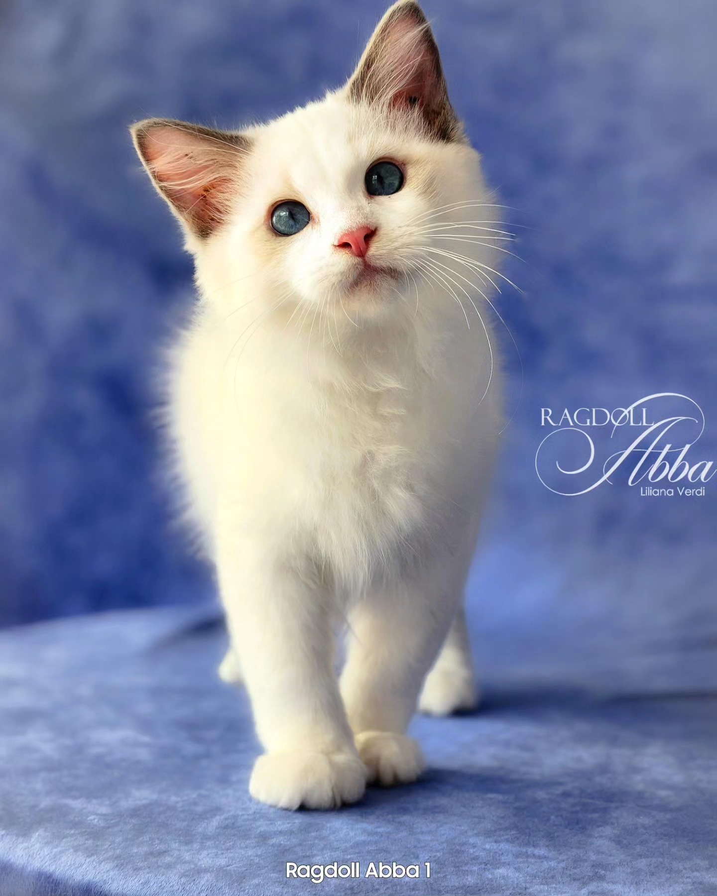 Cachorro Ragdoll de mirada inocente