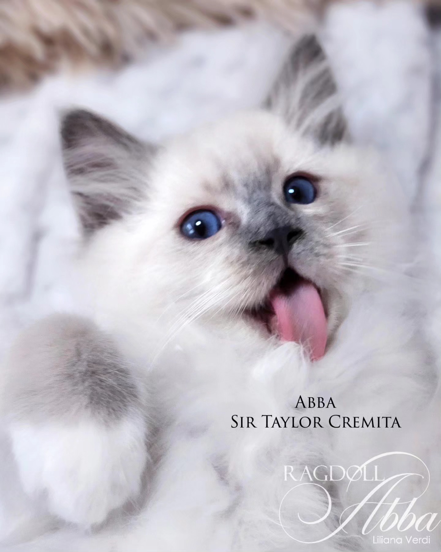 Cachorro Ragdoll sacando la lengua