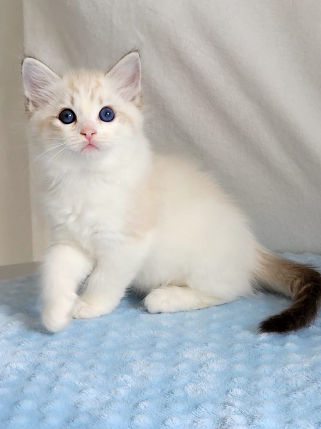 Cachorro Ragdoll en manta celeste