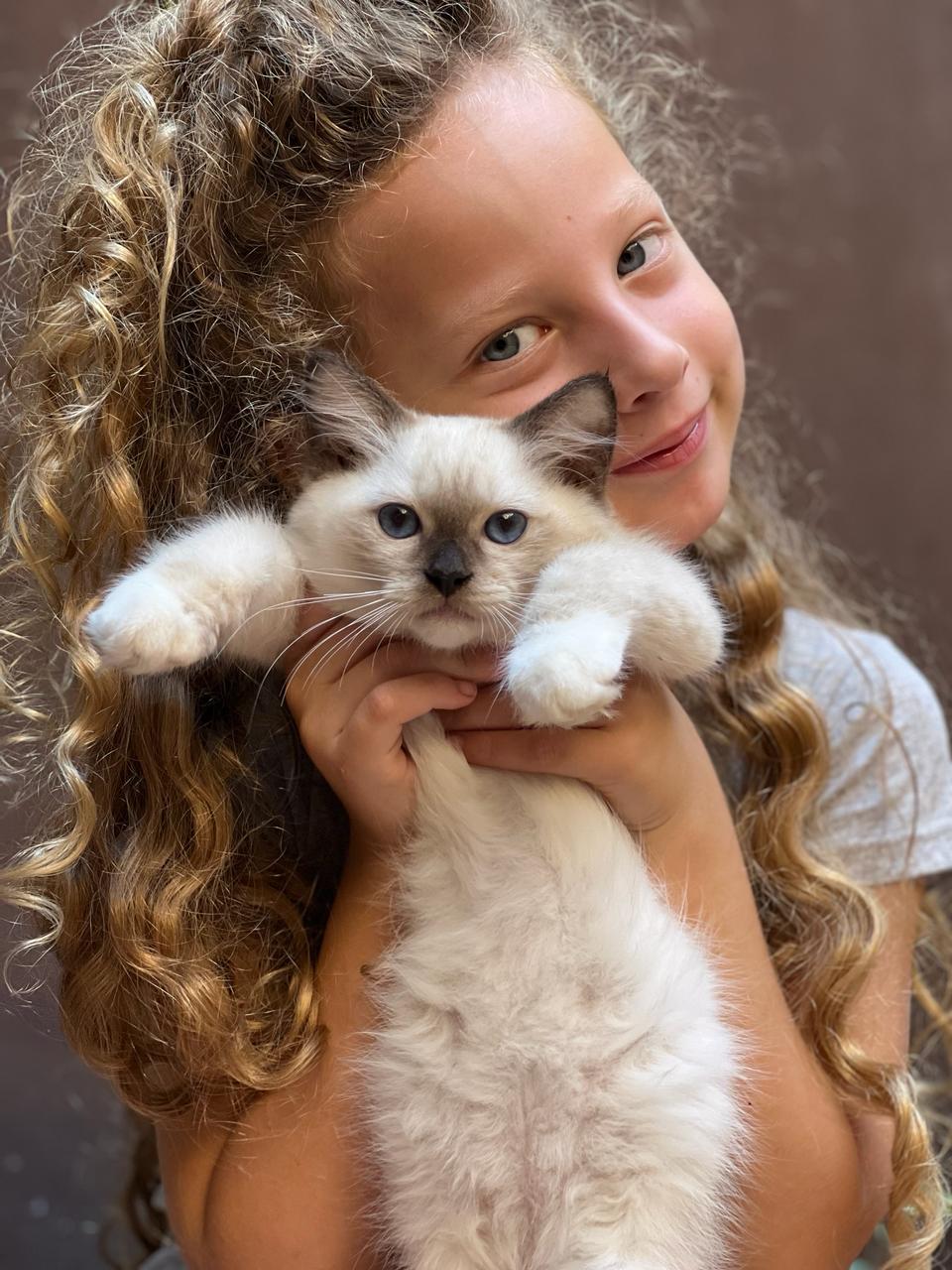 Cachorra Ragdoll del criadero Abba