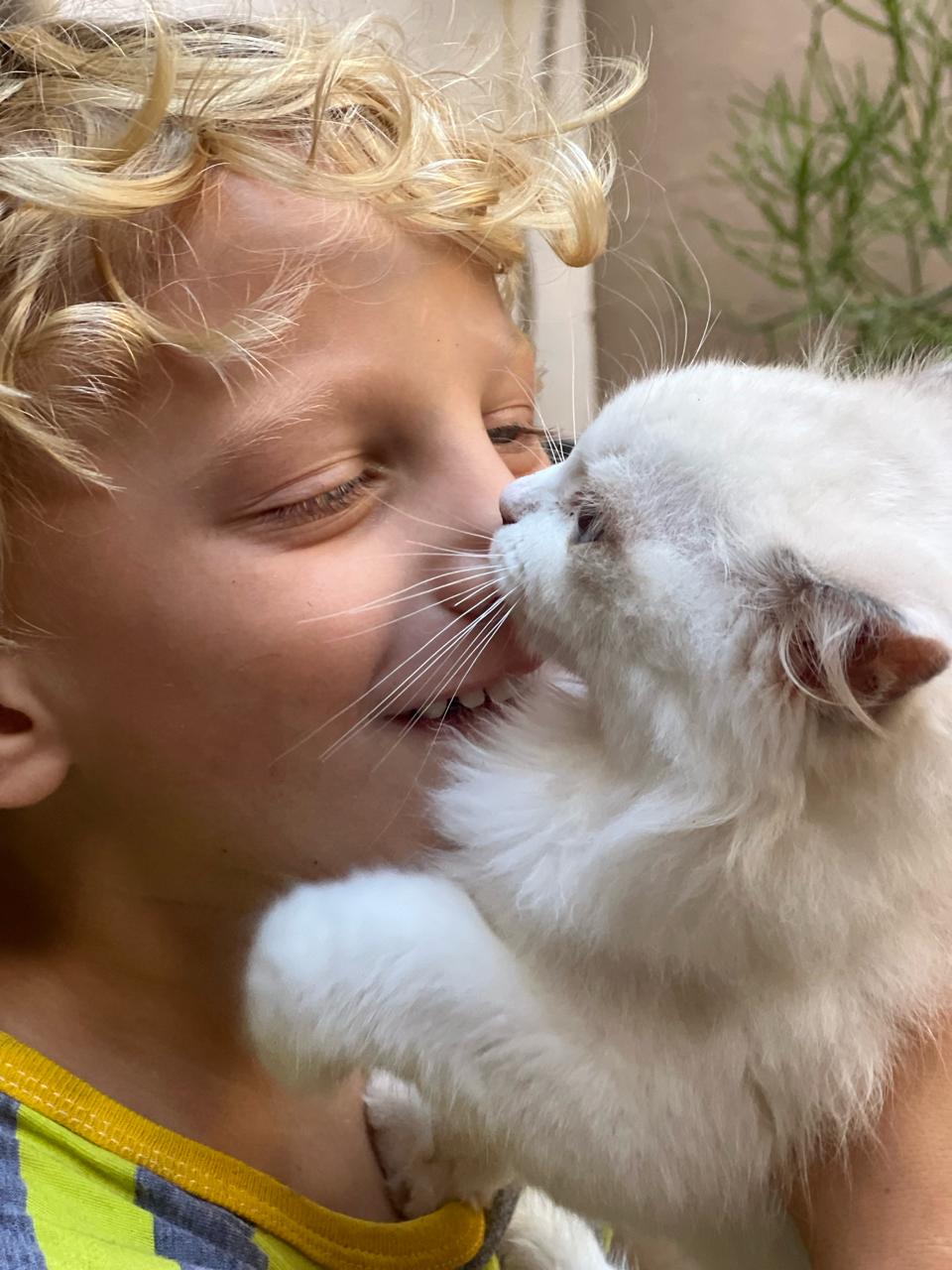 Cachorro Ragdoll del criadero Abba