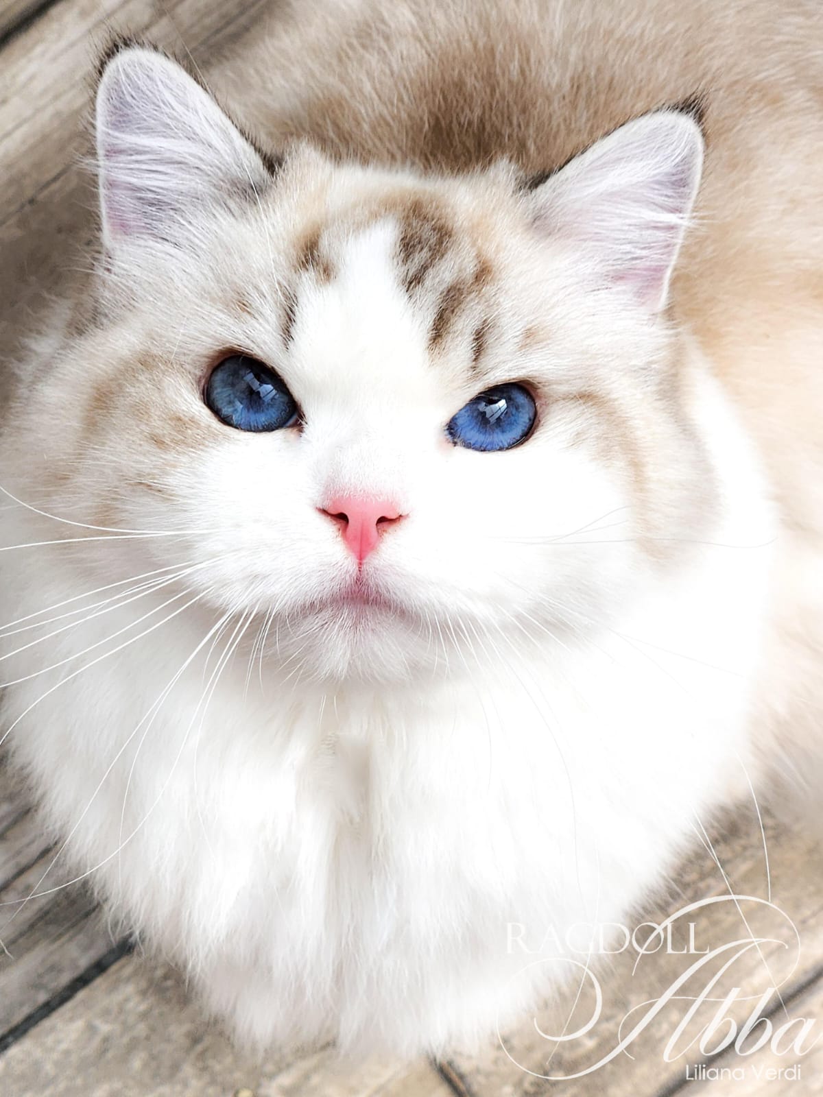 Aida - Gata Ragdoll hembra del criadero Abba