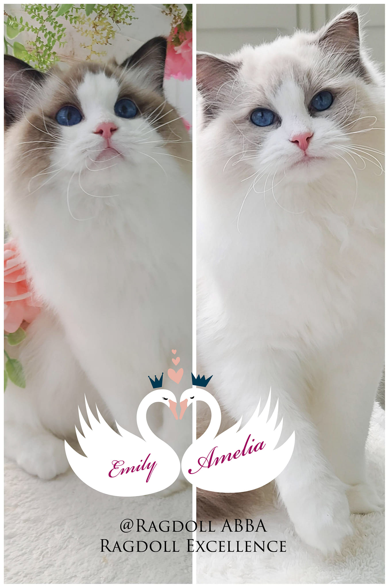 Emily y Amelia - Gatas Ragdoll hembras del criadero Abba