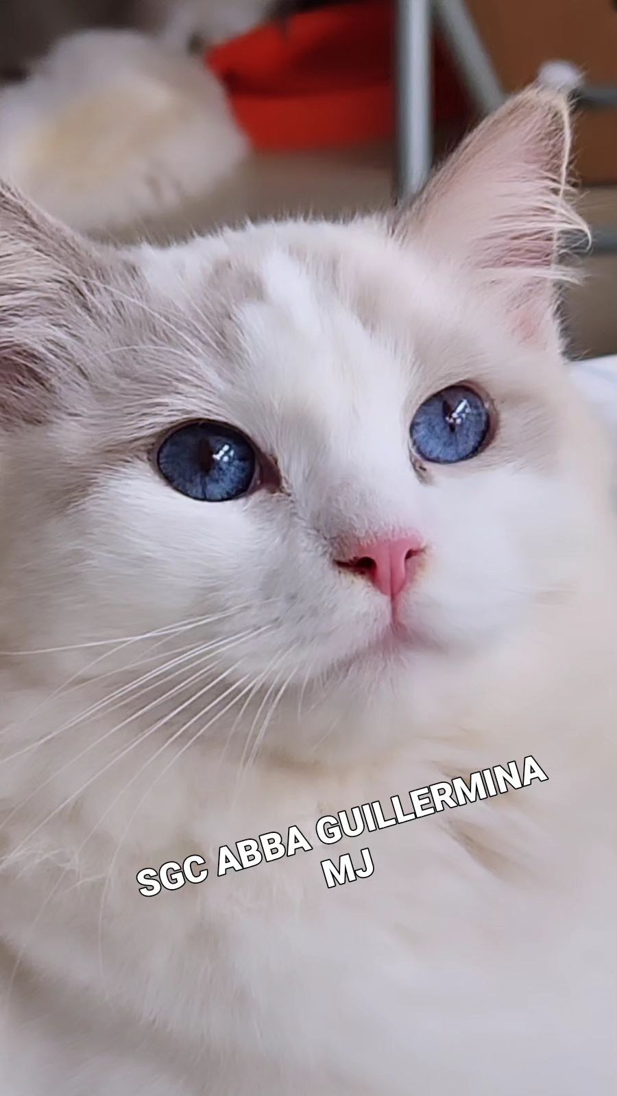 Guillermina - Gata Ragdoll hembra del criadero Abba