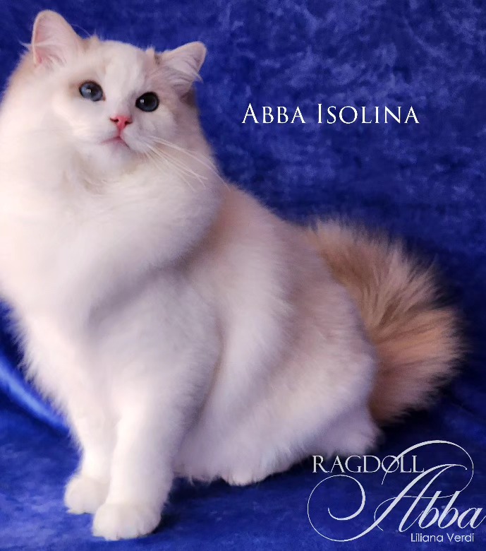 Isolina - Gata Ragdoll hembra del criadero Abba