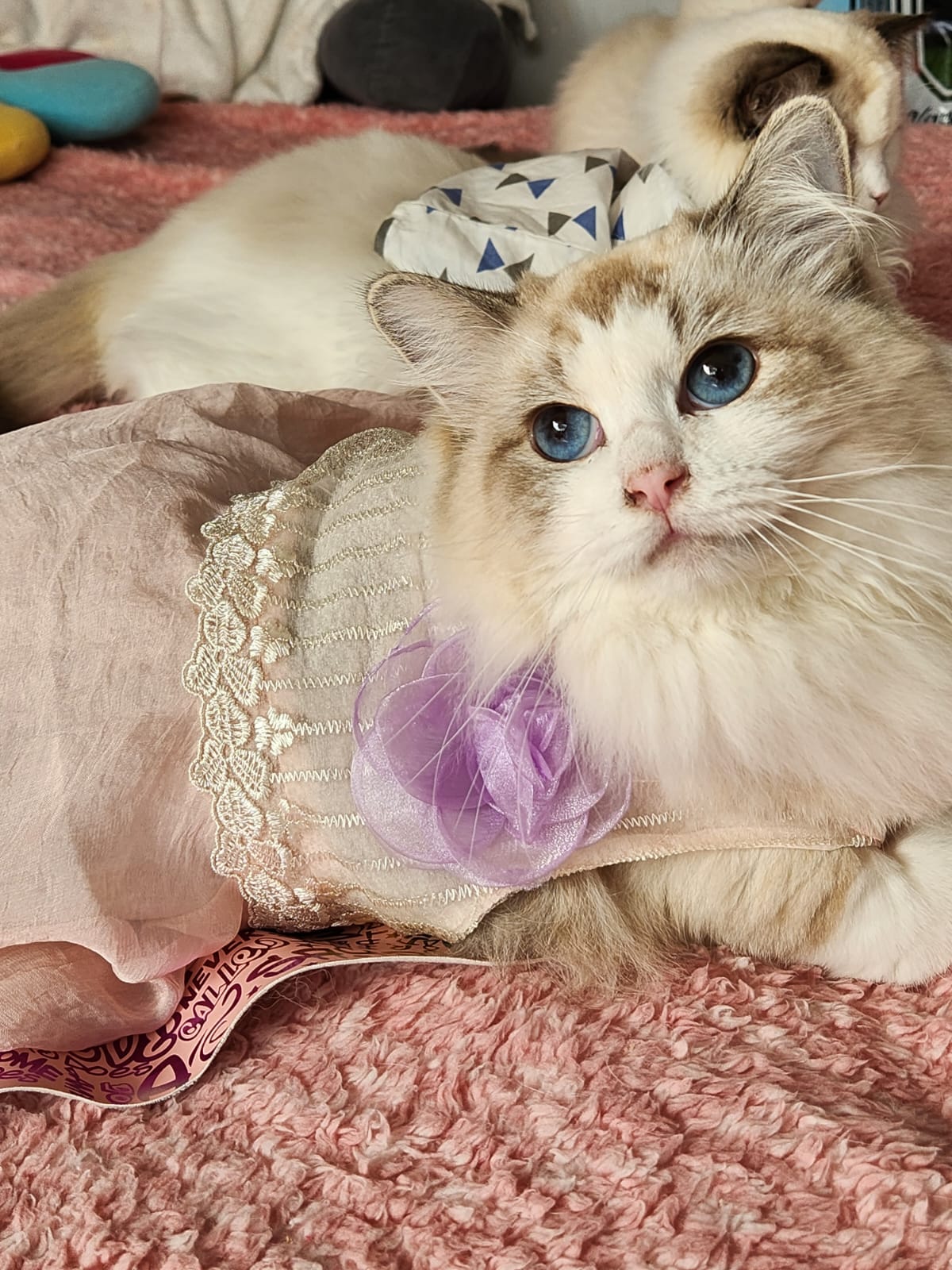 Jazmin - Gata Ragdoll hembra del criadero Abba