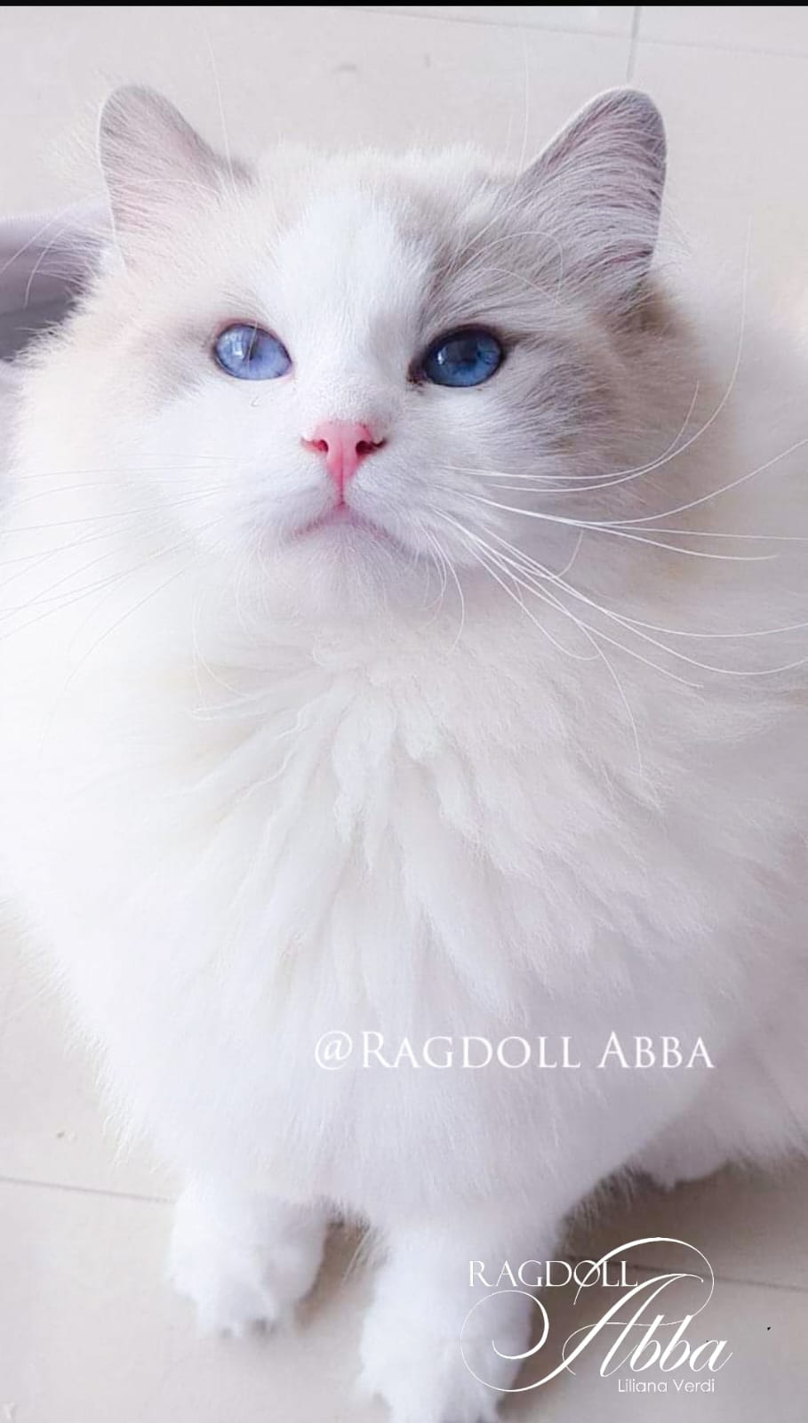 Queen Maxima - Gata Ragdoll hembra del criadero Abba