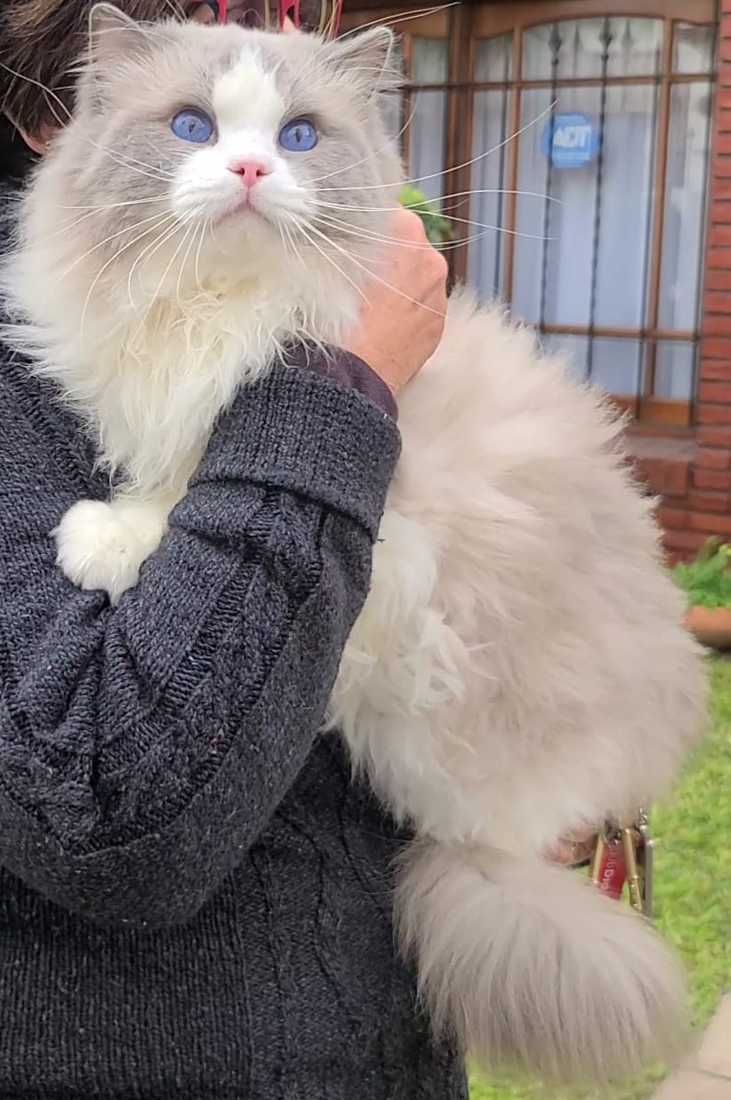 Singularity - Gata Ragdoll hembra del criadero Abba