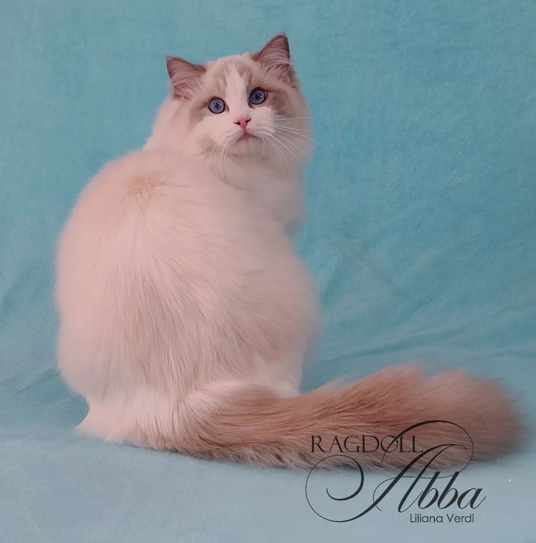 Catalino - Gato Ragdoll macho del criadero Abba