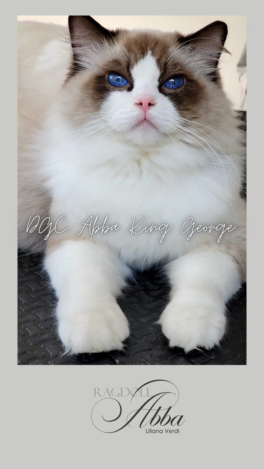 King George - Gato Ragdoll macho del criadero Abba