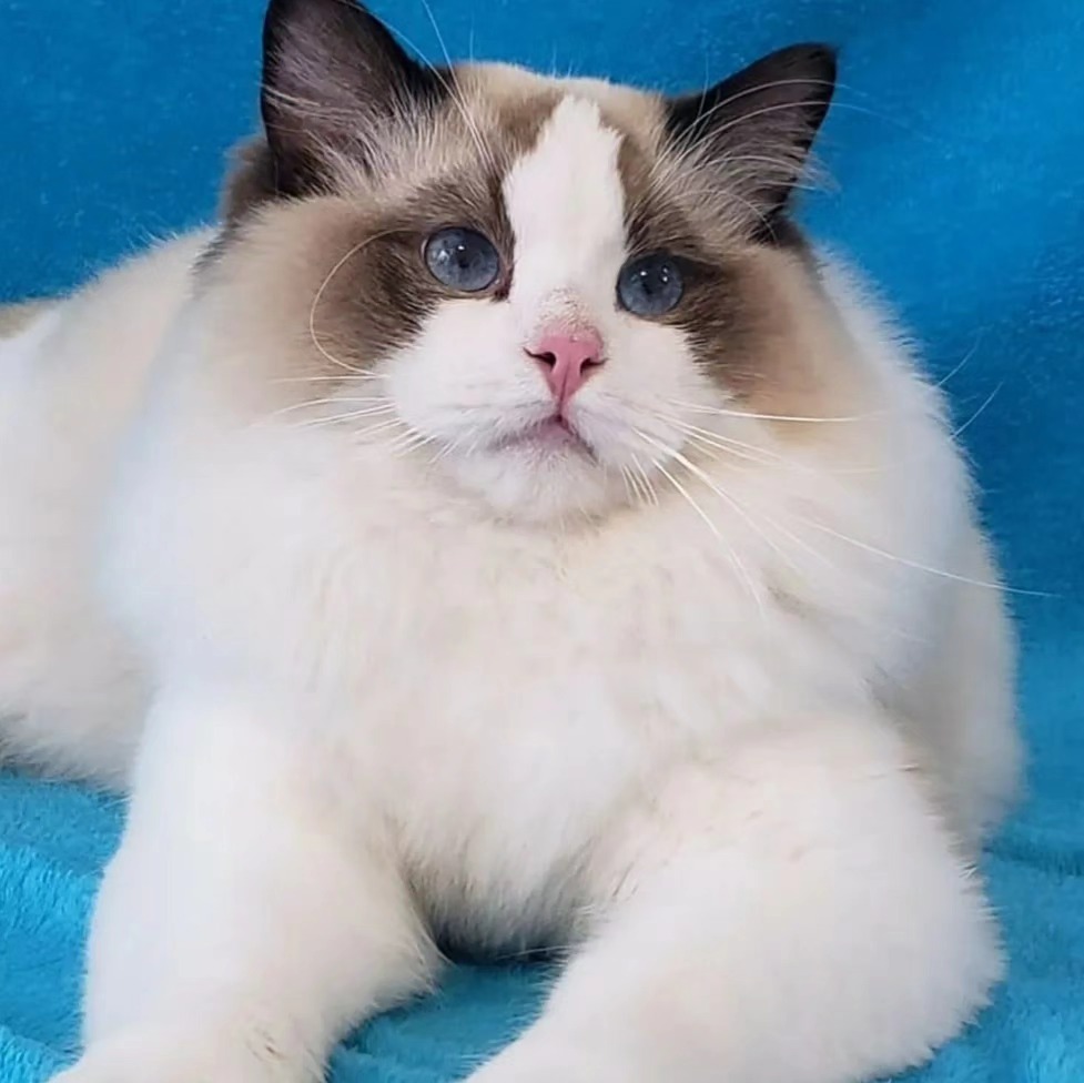 Hardy - Gato Ragdoll macho del criadero Abba