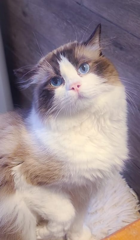 Jani - Gato Ragdoll macho del criadero Abba