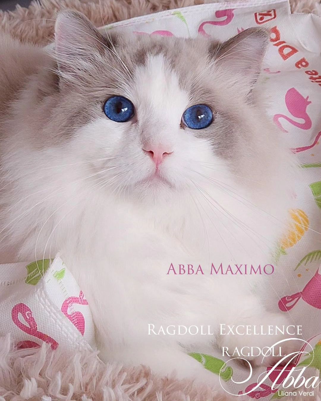 Maximo - Gato Ragdoll macho del criadero Abba