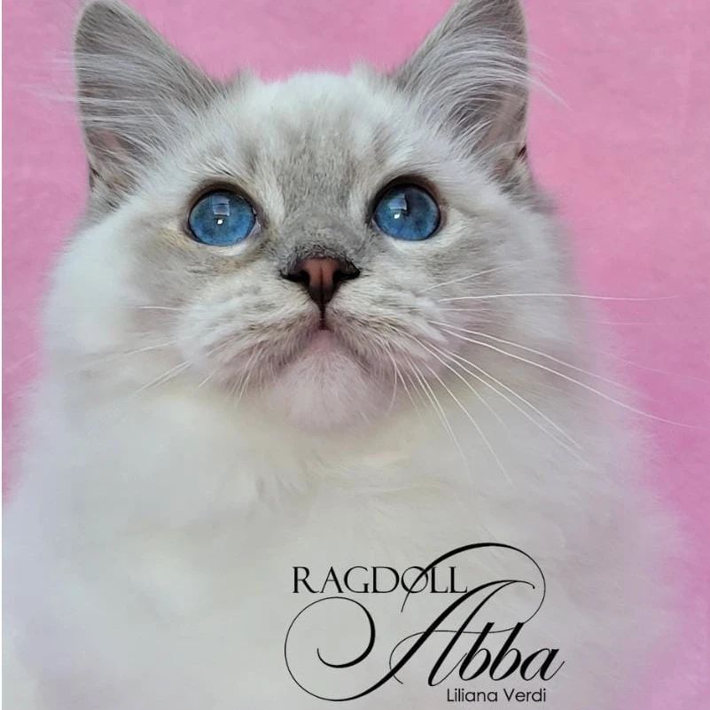 Pajarito - Gato Ragdoll macho del criadero Abba