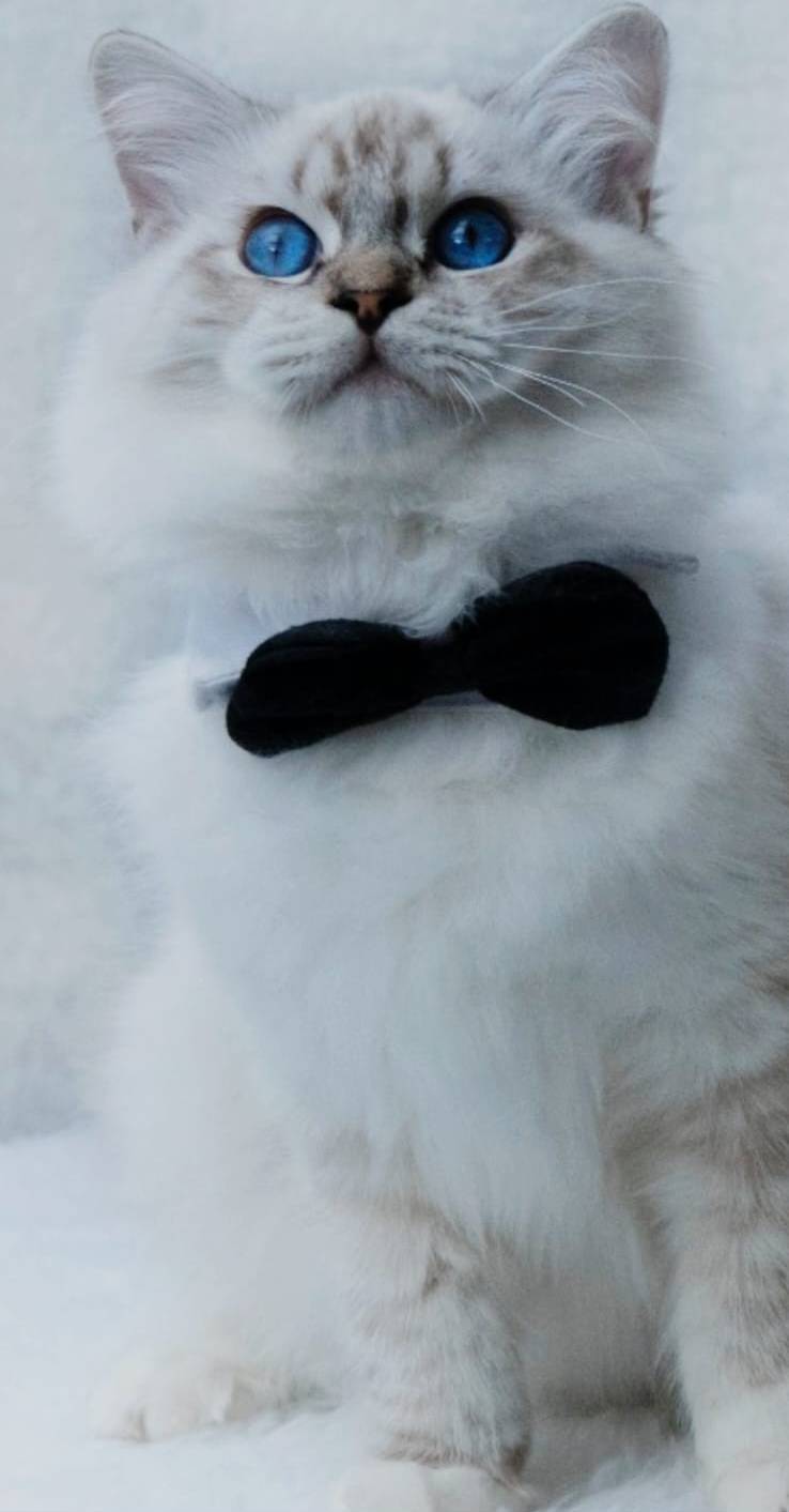 Rigoletto - Gato Ragdoll macho del criadero Abba