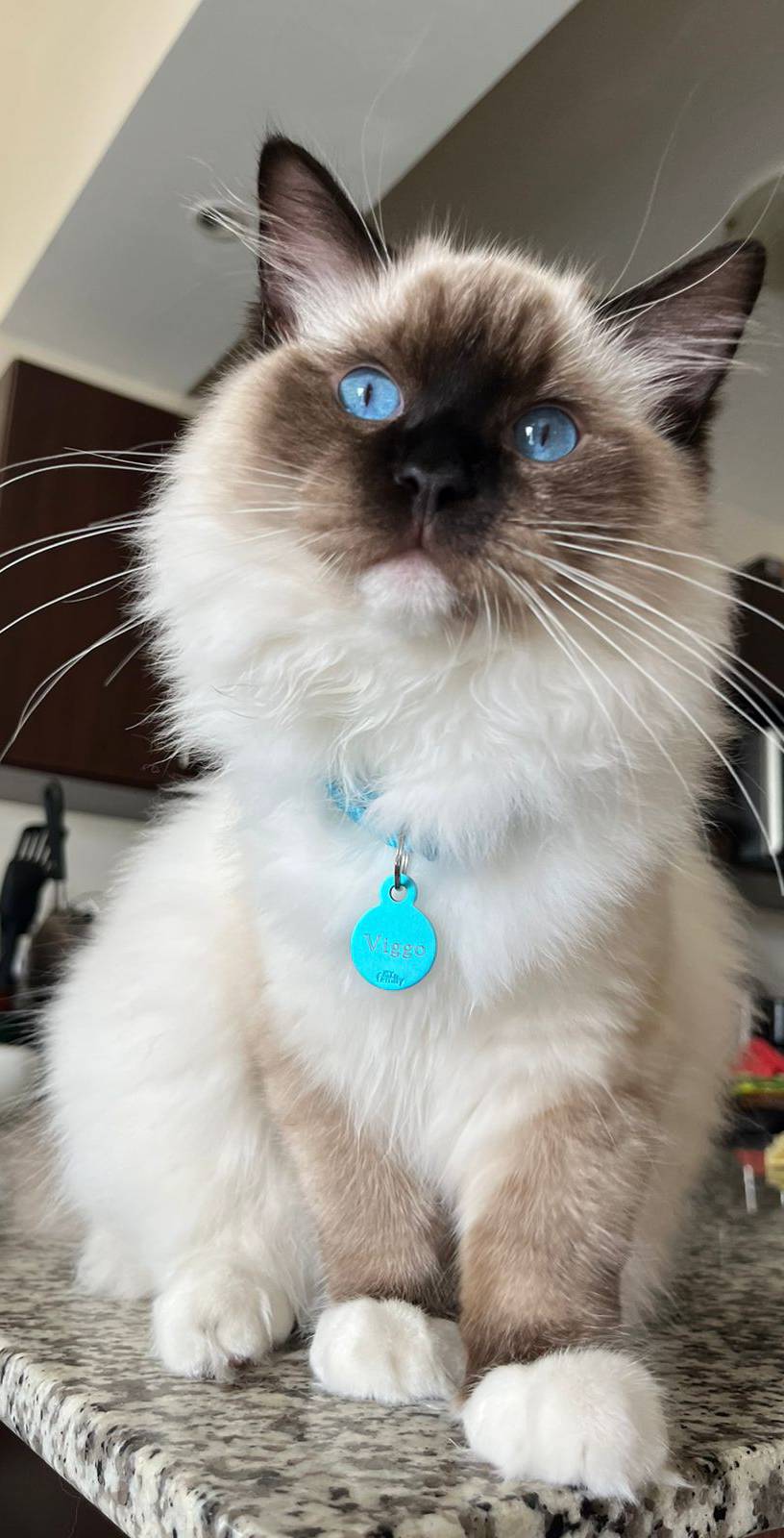 Viggo - Gato Ragdoll macho del criadero Abba