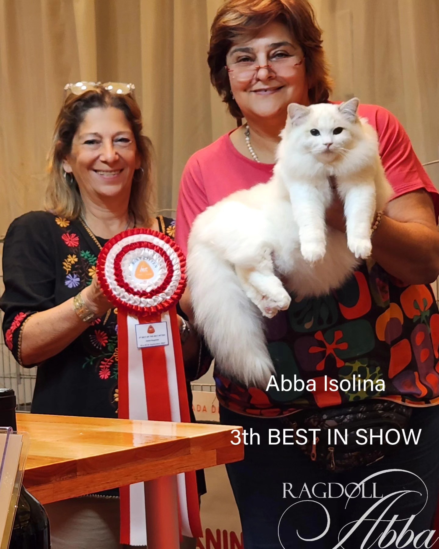Isolina - Ragdoll Abba compitiendo en show