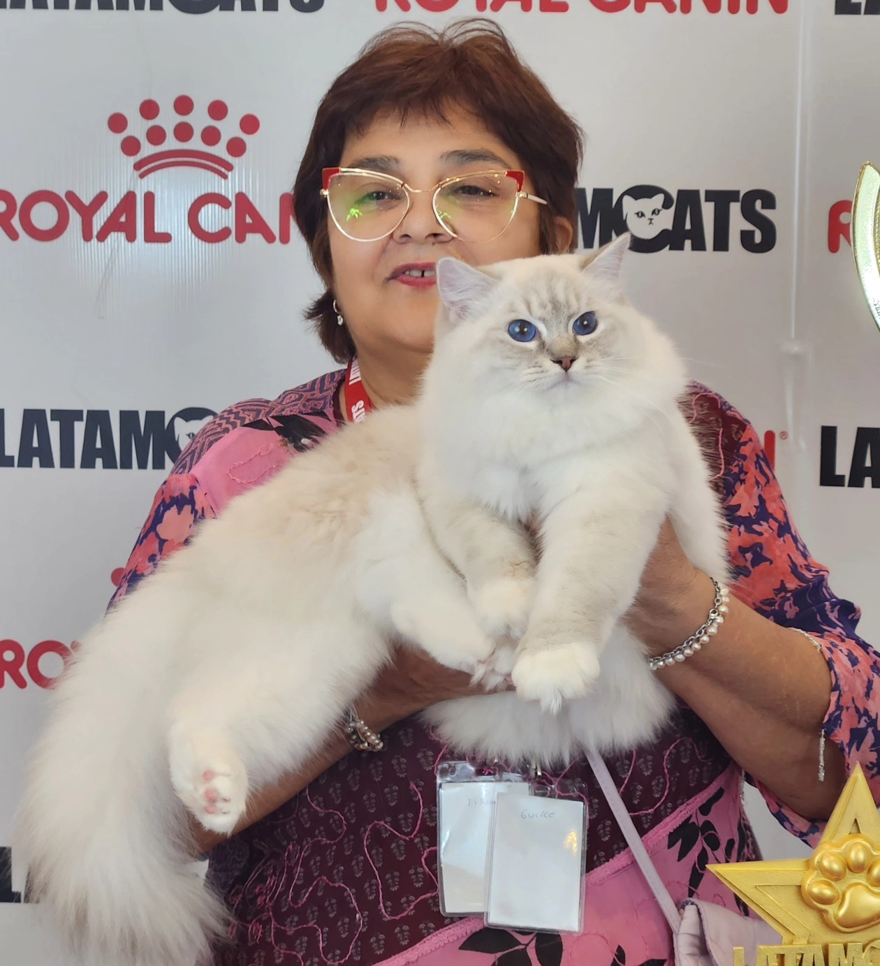 Ragdoll patrón lynx en show felino