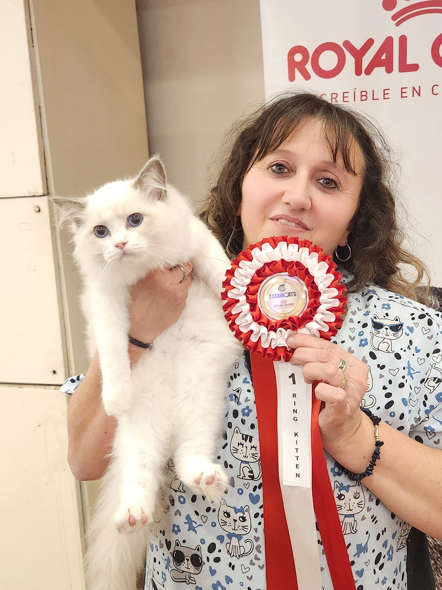 Ragdoll Abba en exposición felina