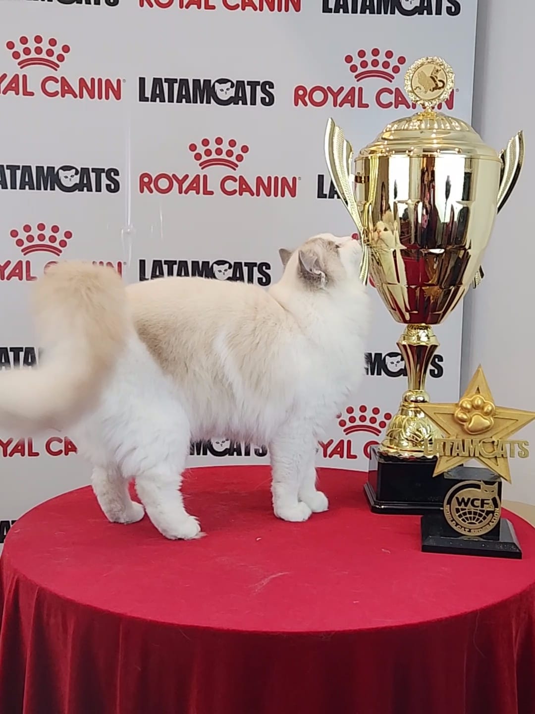 Gato Ragdoll premiado en show felino