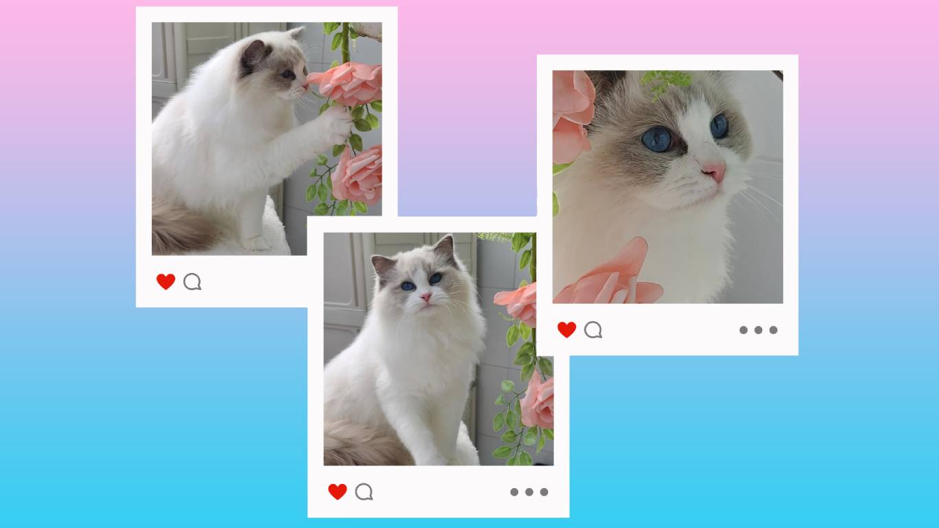 Gatita Ragdoll del criadero Abba