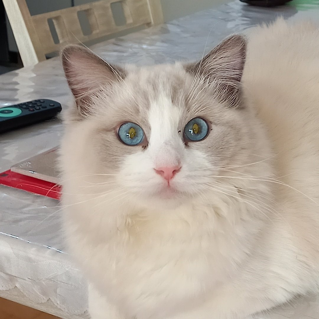 Luna y Estrella - Ragdolls Abba Moon