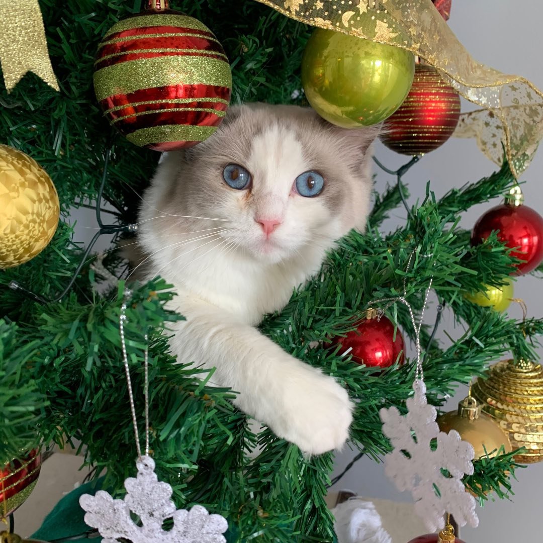 Amanda - Ragdoll influencer