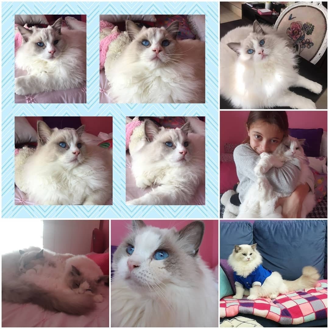 Clara y Apolo - Ragdolls influencers