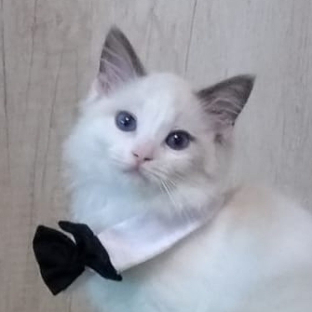 Copito - Ragdoll influencer