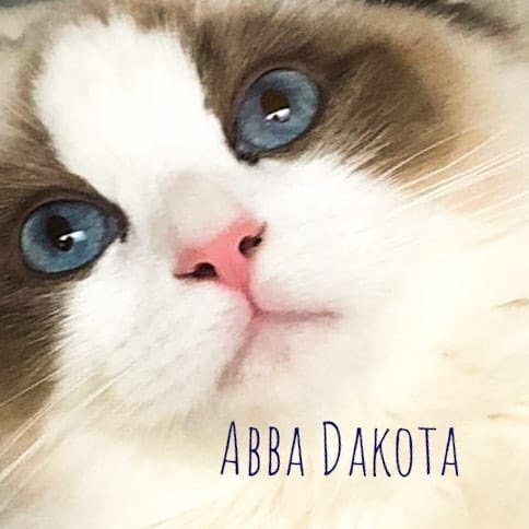 Dakota - Ragdoll influencer