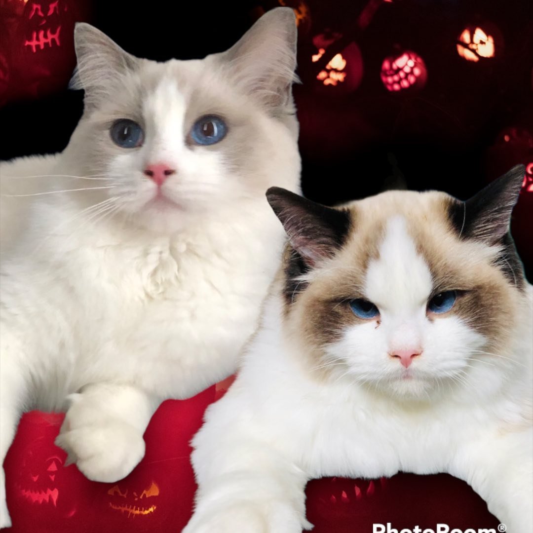 Donatello y Lady Di - Ragdolls influencers