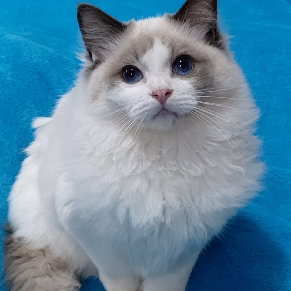 Donato - Ragdoll influencer