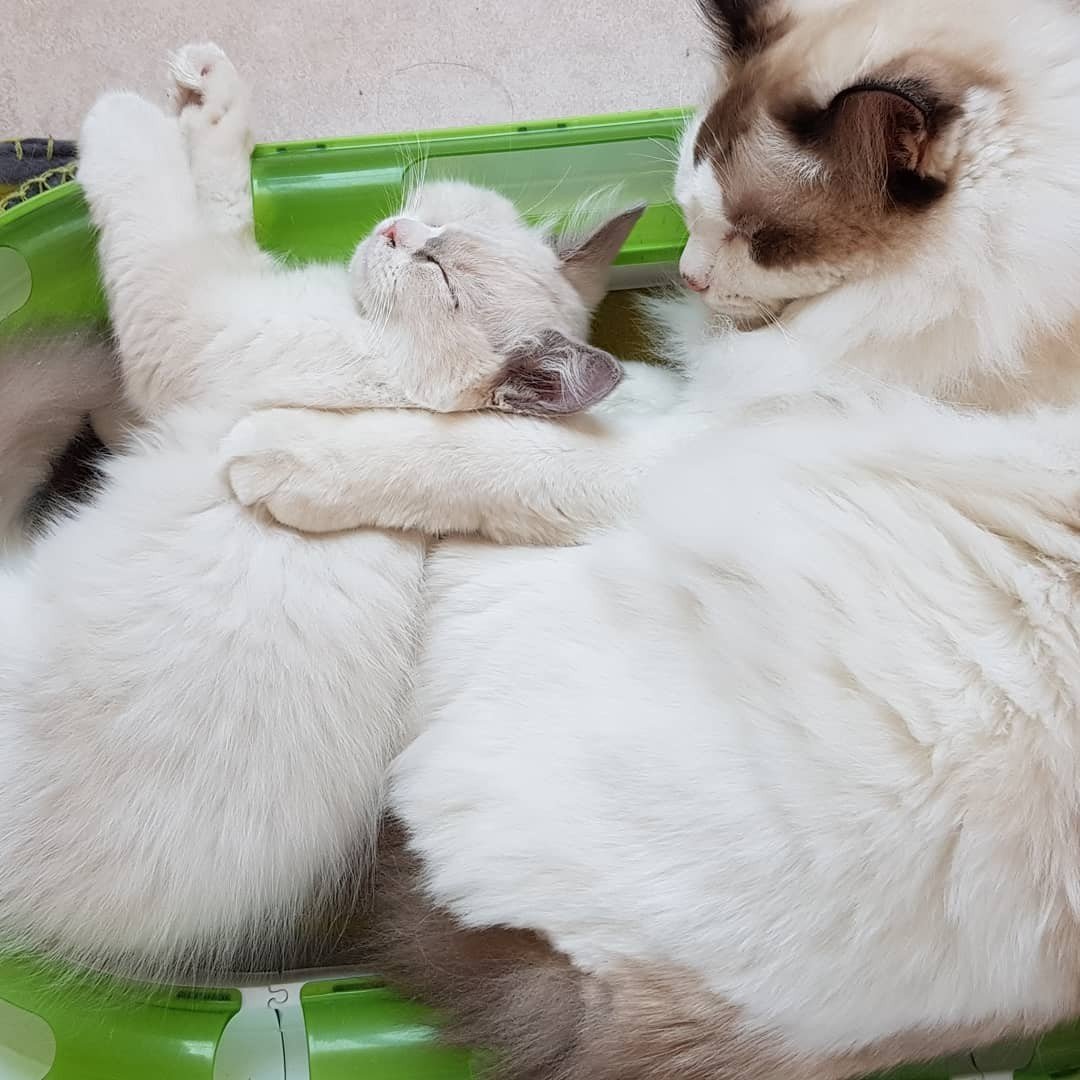 Emilio y Norma - Ragdolls influencers