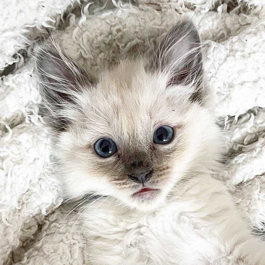 Enzo - Ragdoll influencer