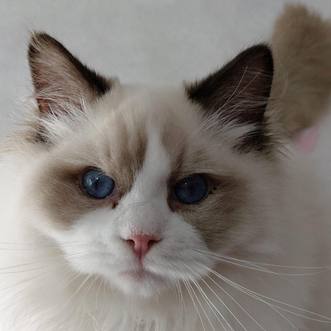 Floyd - Ragdoll influencer