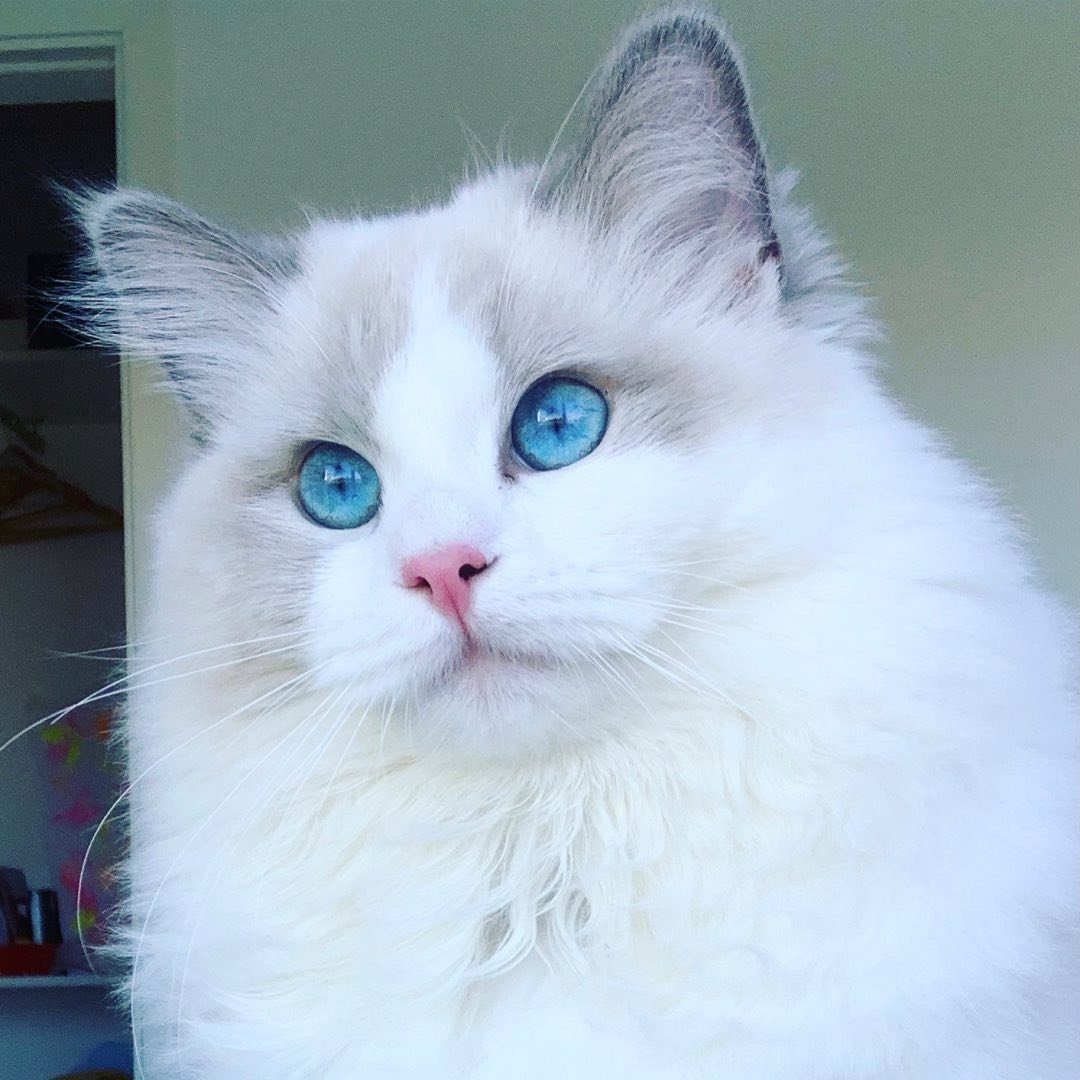 Gaudi - Ragdoll influencer