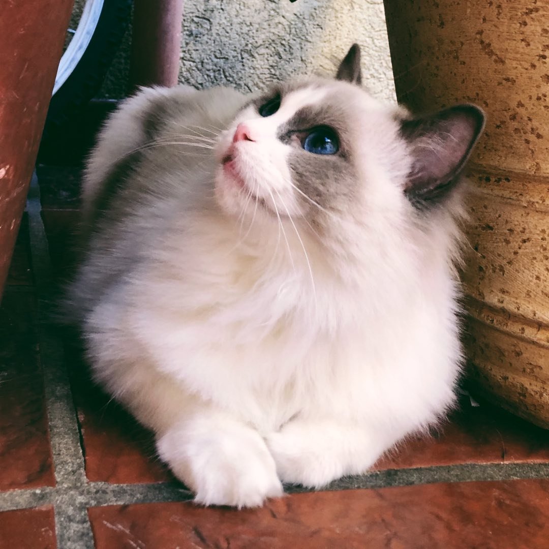 Kyo Kyo - Ragdoll influencer