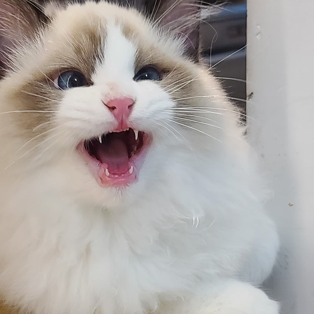 Macarron - Ragdoll influencer