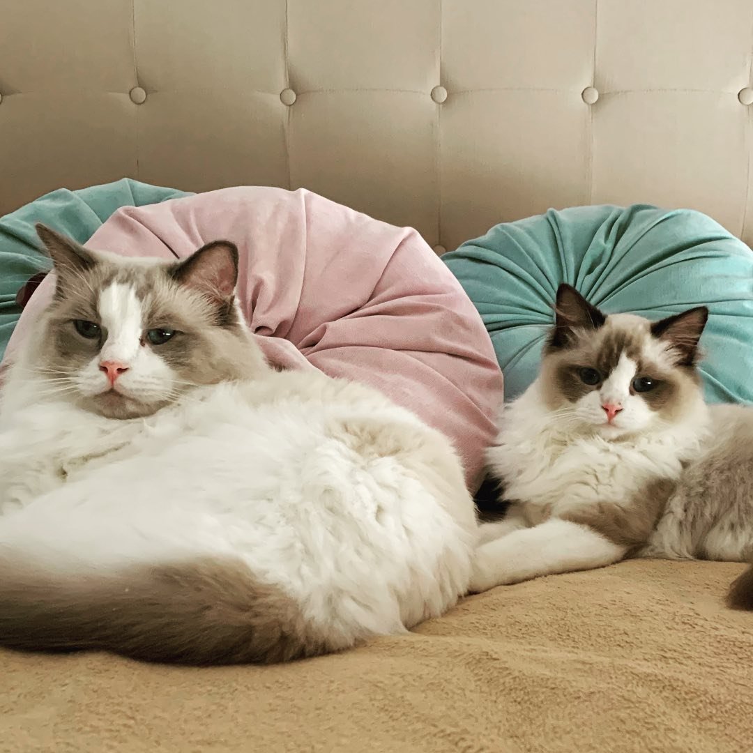 Maui - Ragdoll influencer