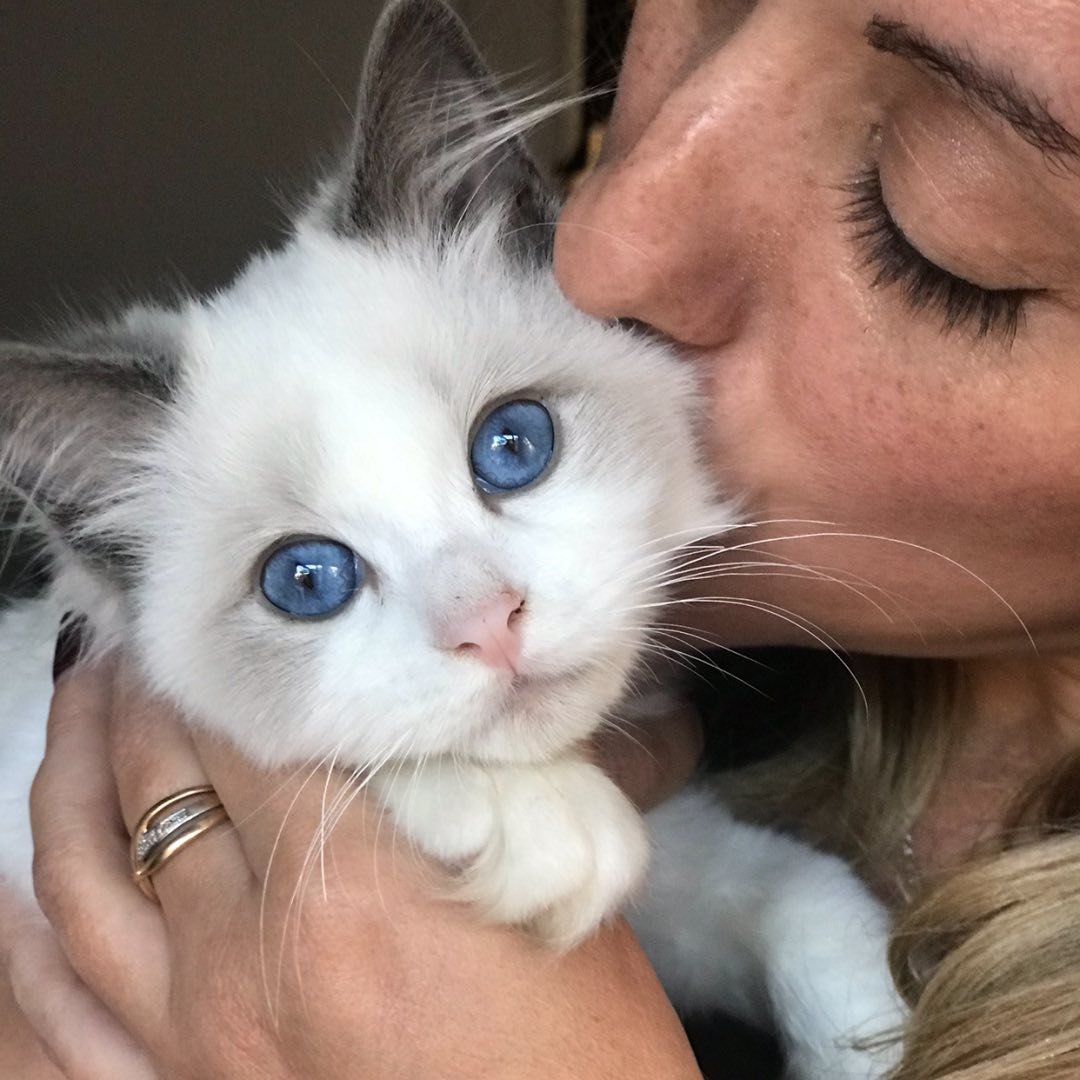 Merli - Ragdoll influencer