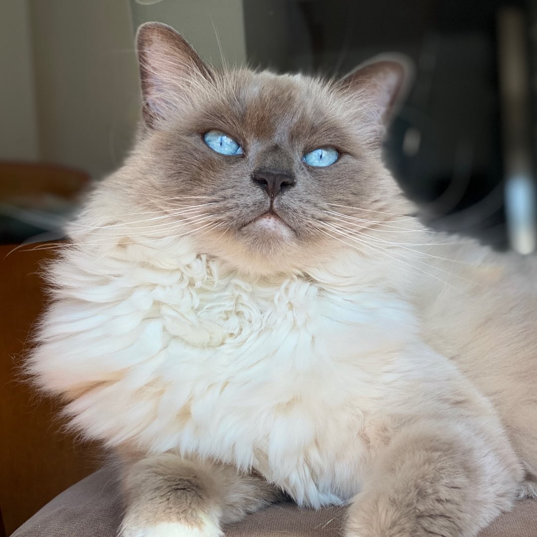 Molly - Ragdoll influencer