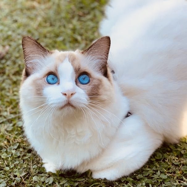 Napoleon - Ragdoll influencer