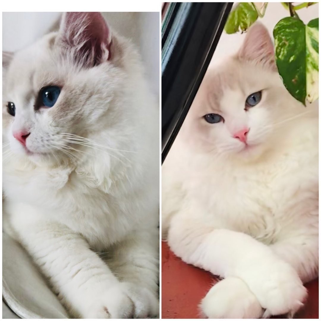 Noah y Kiba - Ragdolls influencers