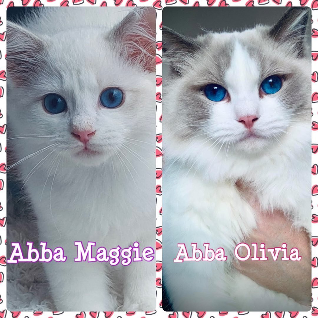 Olivia y Maggie - Ragdolls influencers